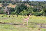 090-ToChobe-Cruise