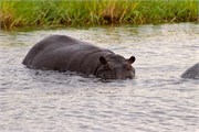 097-ToChobe-Cruise