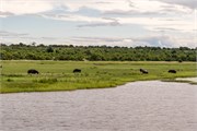 101-ToChobe-Cruise