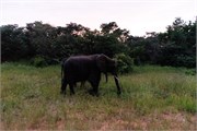 001-Chobe_1stDrive