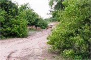 004-Chobe_1stDrive