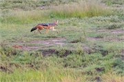 008-Chobe_1stDrive