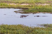 011-Chobe_1stDrive