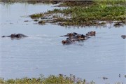 012-Chobe_1stDrive