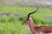 017-Chobe_1stDrive