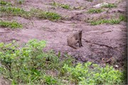 019-Chobe_1stDrive