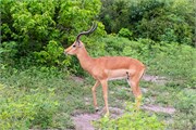 023-Chobe_1stDrive
