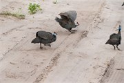 024-Chobe_1stDrive