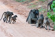 027-Chobe_1stDrive