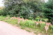 029-Chobe_1stDrive