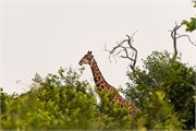 031-Chobe_1stDrive
