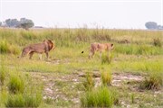 042-Chobe_1stDrive