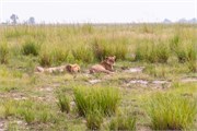 044-Chobe_1stDrive