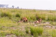 045-Chobe_1stDrive