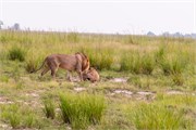 047-Chobe_1stDrive