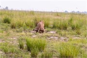 049-Chobe_1stDrive