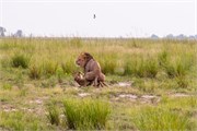 050-Chobe_1stDrive