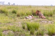 051-Chobe_1stDrive