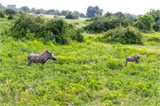 054-Chobe_1stDrive
