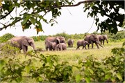 062-Chobe_1stDrive