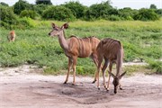 063-Chobe_1stDrive