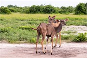 064-Chobe_1stDrive