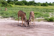 065-Chobe_1stDrive
