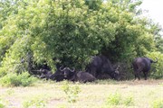 066-Chobe_1stDrive