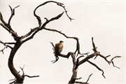 067-Chobe_1stDrive