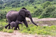 069-Chobe_1stDrive