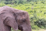 071-Chobe_1stDrive