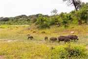 073-Chobe_1stDrive