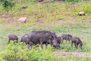 074-Chobe_1stDrive