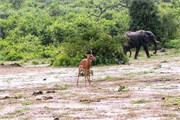 001-Chobe2ndDrive