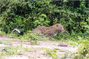 003-Chobe2ndDrive
