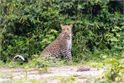 005-Chobe2ndDrive