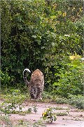 006-Chobe2ndDrive