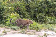 007-Chobe2ndDrive