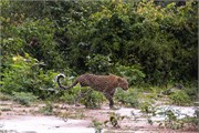 008-Chobe2ndDrive