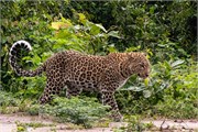 010-Chobe2ndDrive