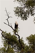 013-Chobe2ndDrive