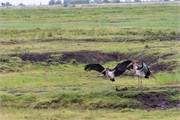 014-Chobe2ndDrive