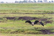 015-Chobe2ndDrive