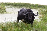 017-Chobe2ndDrive