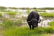 019-Chobe2ndDrive