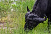 020-Chobe2ndDrive