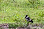 022-Chobe2ndDrive