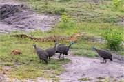 025-Chobe2ndDrive