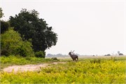 026-Chobe2ndDrive