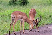 031-Chobe2ndDrive